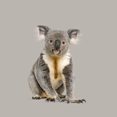 Koala sitting on a grey background, looking forward