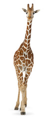 Full body shot of a reticulated giraffe standing on transparent background © Eric Isselée