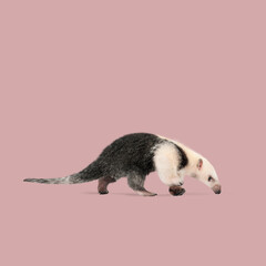 Studio shot of a southern tamandua, also known as the collared anteater, walking on a pink background