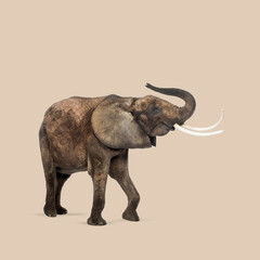 Obraz premium Side view of african elephant walking and raising its trunk, isolated on beige background