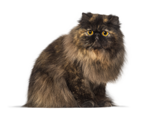 Tortoiseshell persian cat sitting and staring, isolated on transparent background