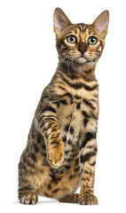 Bengal cat sitting and raising paw, isolated on transparent background