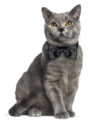 Adorable chartreux cat wearing a bow tie, sitting and looking up, isolated on transparent background