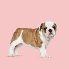 Adorable english bulldog puppy standing on pink background