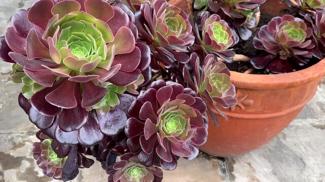 Zoom in on succulent subtropical plant Aeonium arboreum, tree aeonium in flower pot.