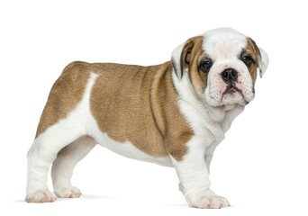 Obraz premium Side view of a cute english bulldog puppy standing on a transparent background