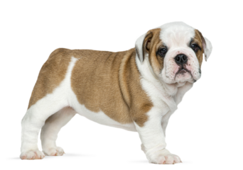 Side view of a cute english bulldog puppy standing on a transparent background