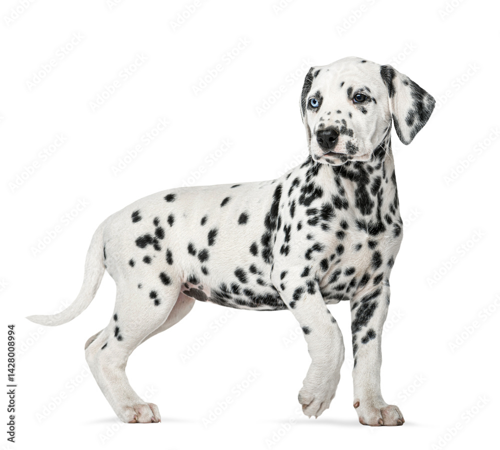 Poster adorable dalmatian puppy standing and looking away, isolated on transparent background