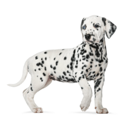 Adorable dalmatian puppy standing and looking away, isolated on transparent background