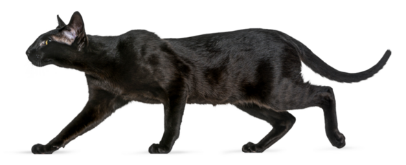 Elegant black oriental shorthair cat gracefully walking, isolated on transparent background