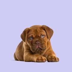 Cute dogue de bordeaux puppy lying down and looking forward on a purple background