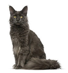 Studio shot of an adult maine coon cat sitting and looking forward on a transparent background
