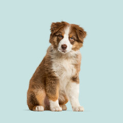 Cute australian shepherd puppy sitting and looking at the camera against a light blue background