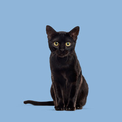 Curious black cat sitting and staring on a seamless blue background, perfect for pet or animal themes