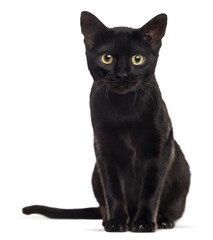 Studio shot of a black cat sitting and staring, isolated on transparent background © Eric Isselée