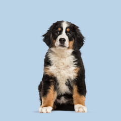 Bernese mountain dog puppy sitting and looking at camera on blue background