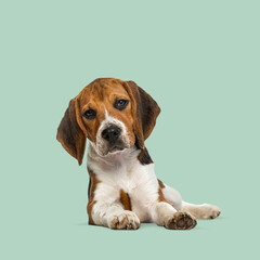 Adorable beagle puppy lying down on a vibrant green background, creating a cheerful and playful scene