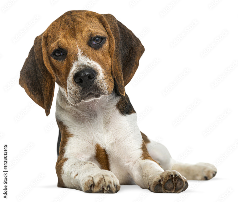 Aufkleber adorable beagle puppy lying down and looking curious, isolated on transparent background