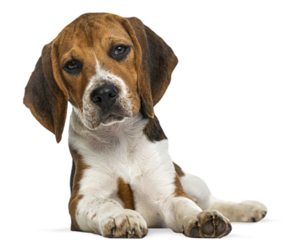 Adorable beagle puppy lying down and looking curious, isolated on transparent background