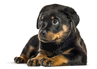 Cute rottweiler puppy lying down and looking away, isolated on transparent background