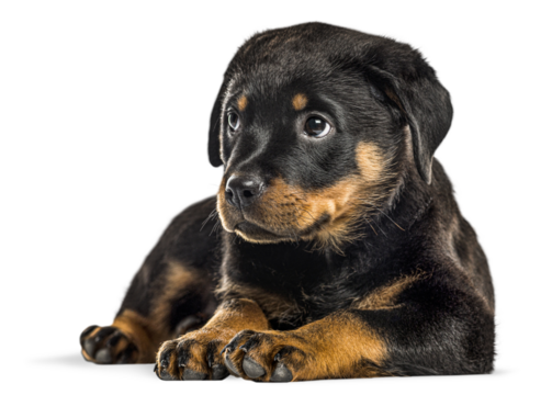 Cute rottweiler puppy lying down and looking away, isolated on transparent background