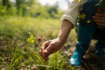 Woman harvesting forest strawberry kneeling in green grass in summer woods. Female enjoying peaceful moment and nature retreat in forest environment