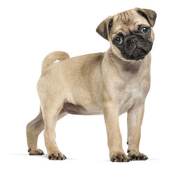 Fototapeta premium Small pug puppy standing on transparent background, looking curious