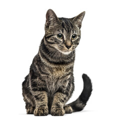 Studio shot of an adorable european shorthair cat sitting and observing, isolated on transparent background