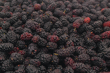 Mulbery background. Many mulberry berries close up.