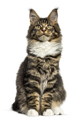 Adorable maine coon kitten sitting and looking up, isolated on transparent background