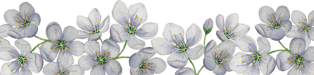 Vector cherry blossom banner.  Watercolor illustration. White background. For design, backgrounds