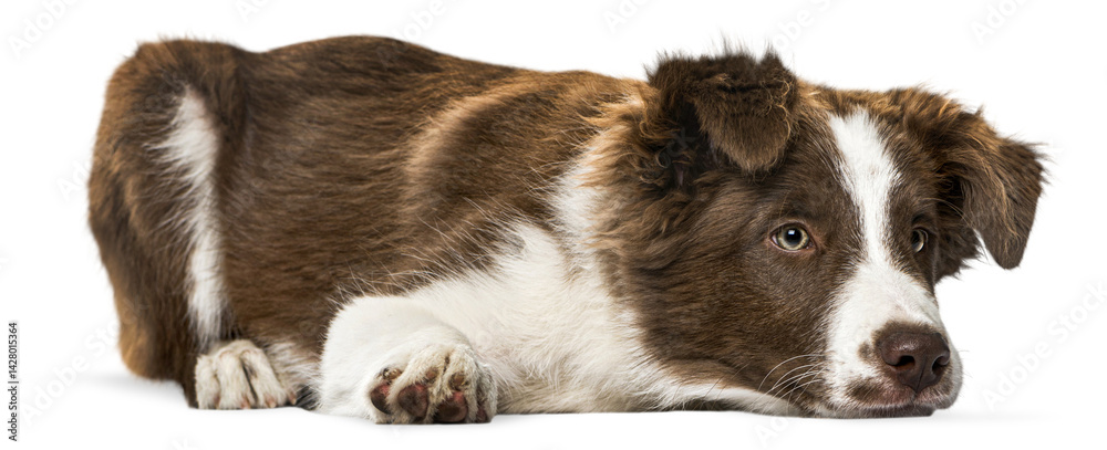 Aufkleber Adorable border collie puppy resting on a transparent background, showcasing its gentle nature and captivating gaze
