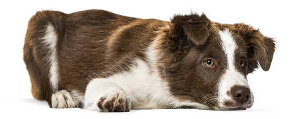 Obraz premium Adorable border collie puppy resting on a transparent background, showcasing its gentle nature and captivating gaze