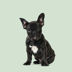 Studio shot of a cute black french bulldog puppy sitting on a light green background
