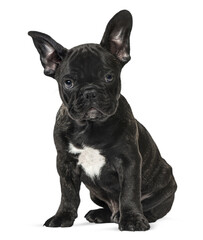 Adorable french bulldog puppy sitting and looking forward, isolated on transparent background