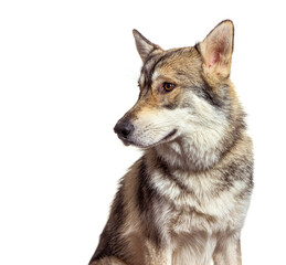 Portrait of a American wolfdog looking away on white background