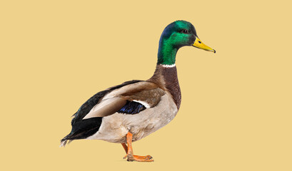 Mallard duck standing on yellow background