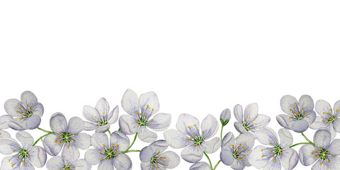 Cherry blossom banner.  Watercolor illustration. White background. For design, backgrounds
