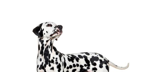 Side view of a Dalmatian dog looking up proudly, isolated on white