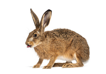 Young European hare, Brown hare lepus europaeus sticking its tongue out isolated on white