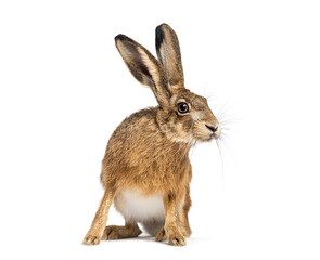 Young European hare, brown hare, Lepus europaeus, three months old, sitting attentively with ears raised