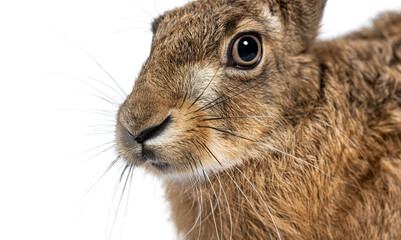 Detailed view of a brown hare, Lepus europaeus,  facing at the camera