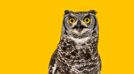 Head shot of a spotted eagle owl, bubo africanus, also known as african eagle owl, looking up with its beak open on orange background