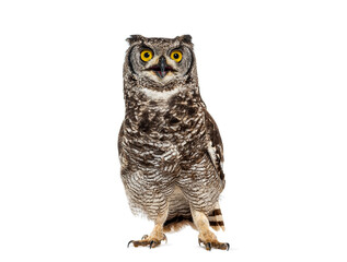  spotted eagle owl, bubo africanus, also known as african eagle owl, standing on a white background, looking up with its beak open