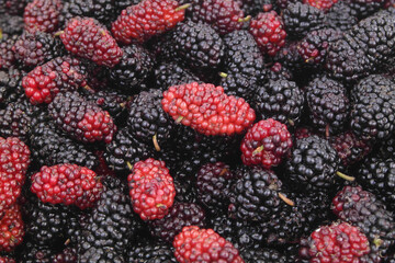 Black and red fresh mulberry berries 