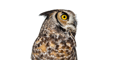 Great horned owl, Bubo virginianus saturatus, or tiger owl, standing with head turned to profile and looking away with its large yellow eyes, isolated on white