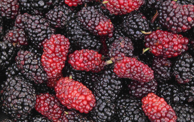 Black and red mulberry berries as background