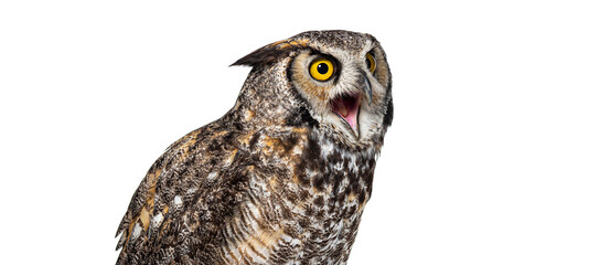 Head shot of a Expressive Head shot of an angry owl bird beak wide open, isolated on white