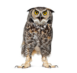 Expressive and looking angry Great horned owl bird, Bubo virginianus saturatus, or tiger owl, beak wide open, isolated on white