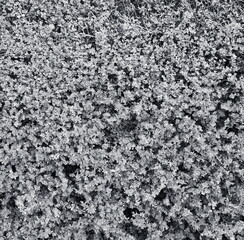 Black And White Dense Leaf Texture Vertical Natural Concept